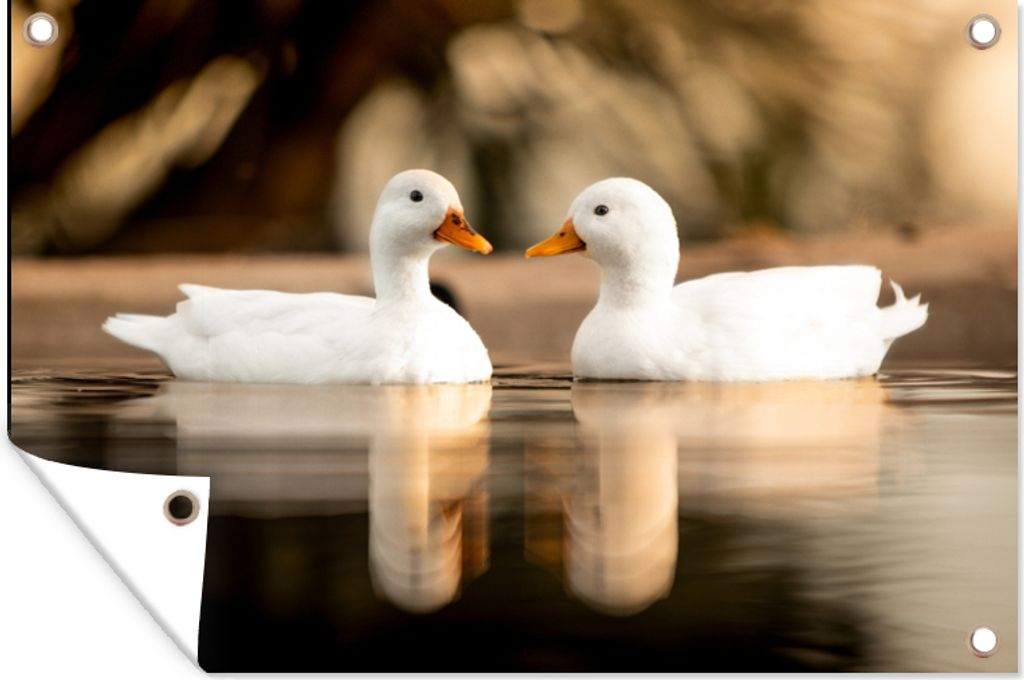 MuchoWow 90x60 cm Outdoor-Poster Gartendeko Sichtschutz Garten Poster für den Garten Ente - Weiß - Tiere - Wasser - Vogel - Enten