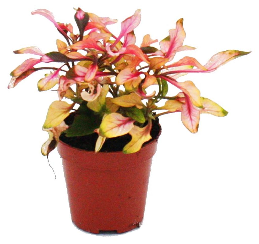 Mini rostlina Alternanthera dentata (Josefsmantel, papouščí Obrázek produktu 