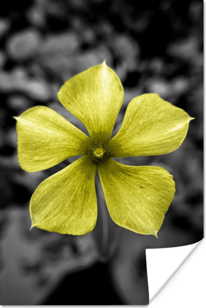 MuchoWow Poster Blumen - Gelb - Schwarz - Weiß 120x180 cm - Kunstposter