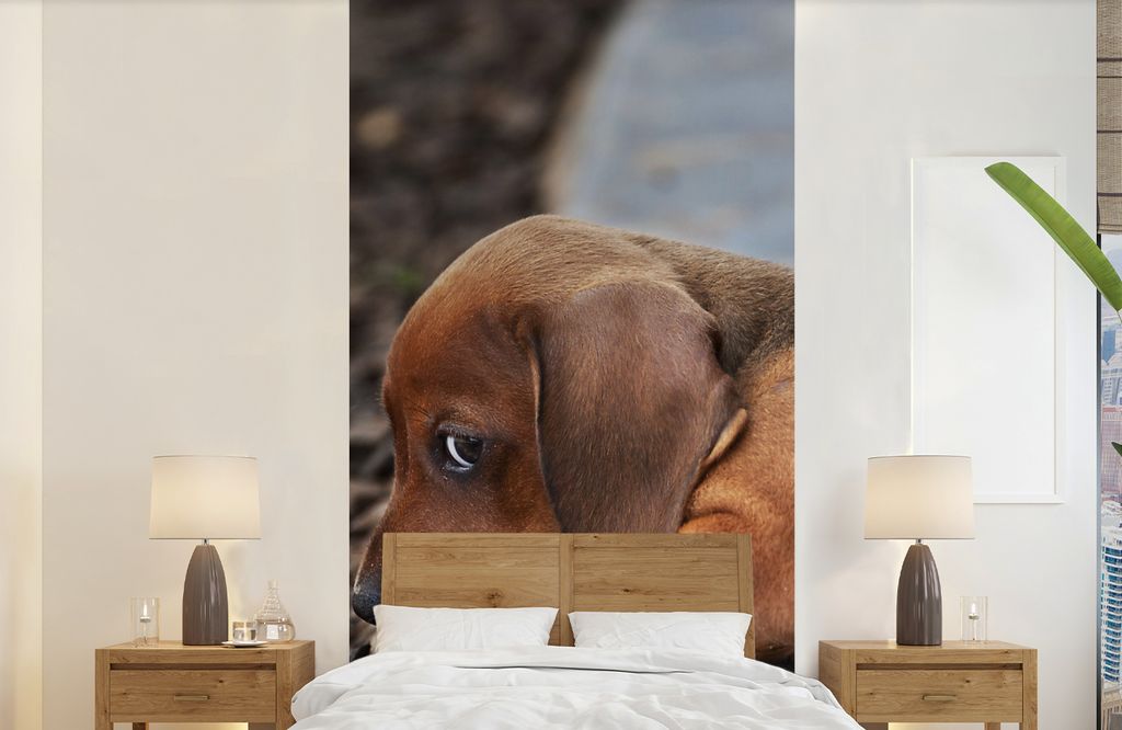 MuchoWow Fototapete für Wohnzimmer oder Schlafzimmer Wandtapete Vinyl Motivtapete Dackelwelpe liegt am Rande des Bürgersteigs - 120x240 cm - Hi...