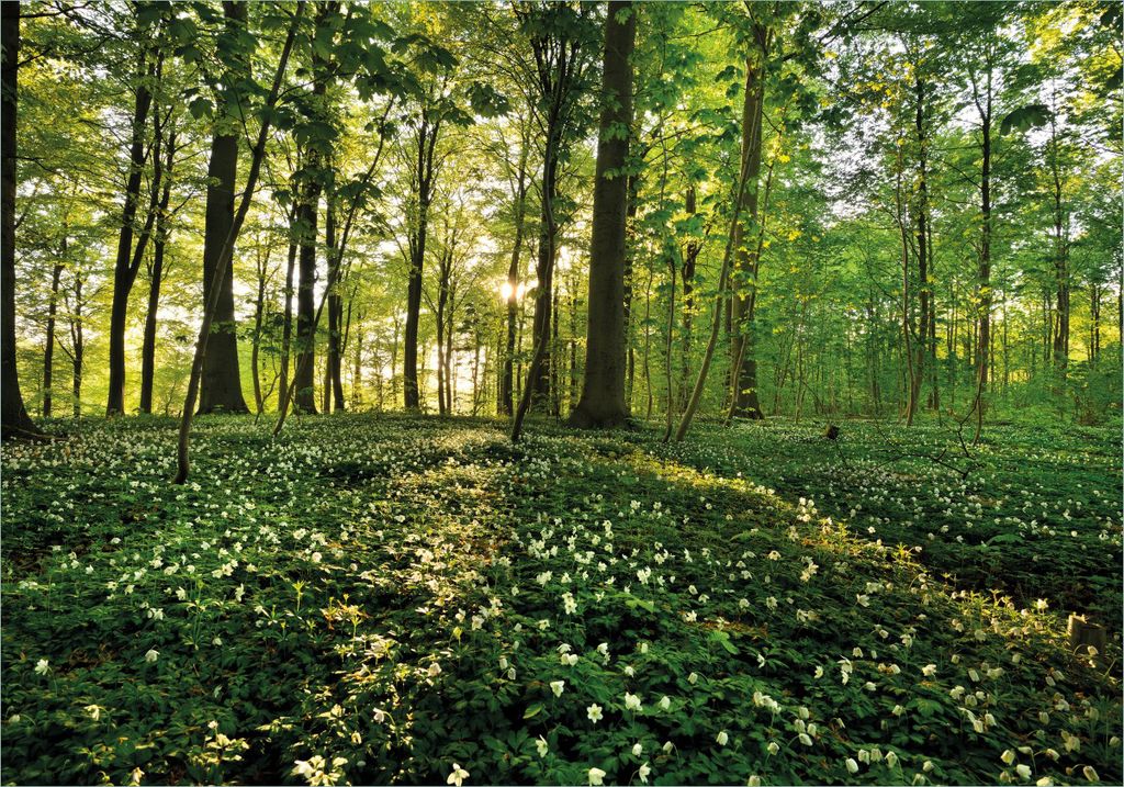 Wallario Poster - Waldanemonen und Sonnenstrahlen im Wald, Kunstdruck Größe: 70 x 100 cm