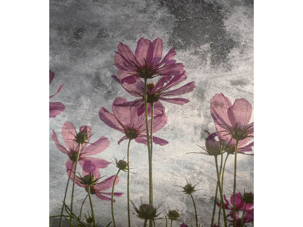 Fototapete - Violet Flower Abstract 225x250cm - Vliestapete