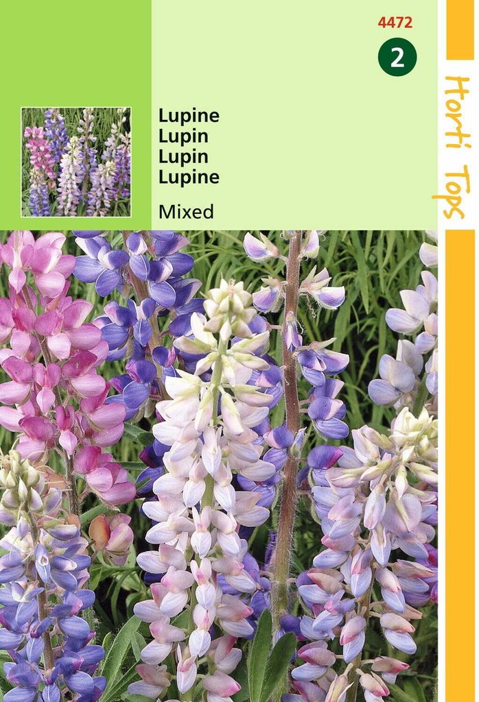 Samen - LUPINE Mischung