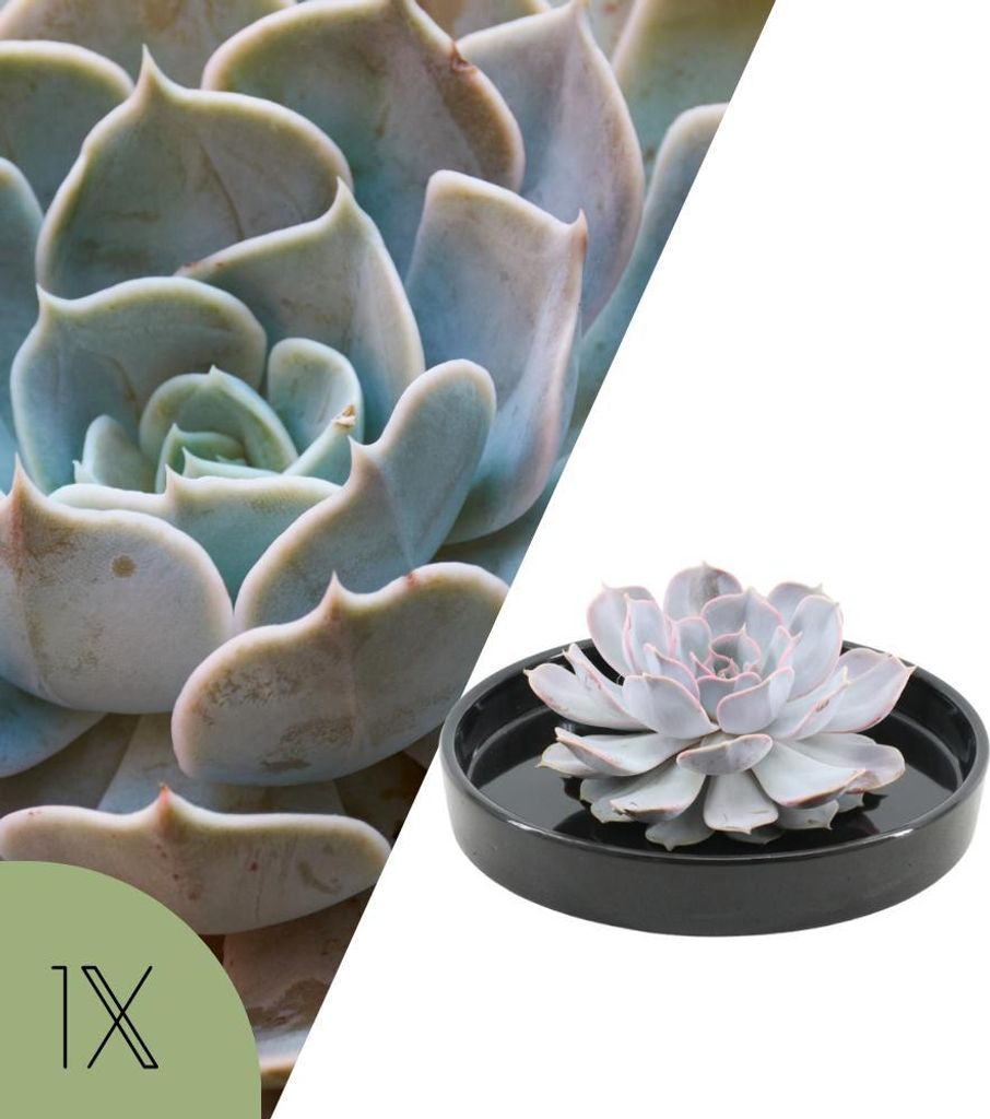 Echeveria Lilacina, lila SukkuFrühling, Zimmerpflanze in schwarzer Keramikschale