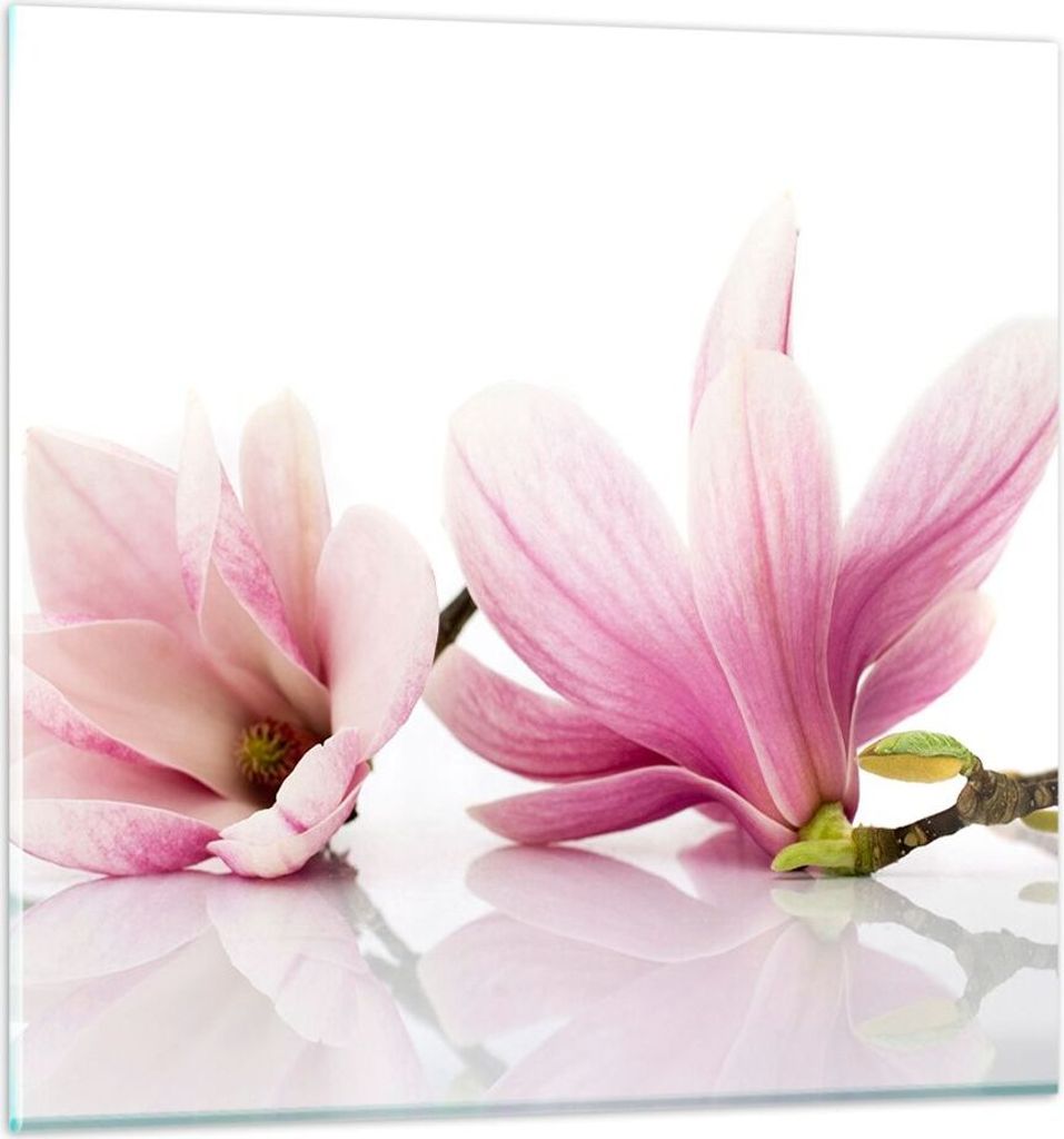Bilder auf glas - Magnolie blume natur pflanze - 60x60cm - Glasbilder - Wandbilder - Kunstdruck - zum Aufhängen bereit - Wanddekoration aus Glas -...