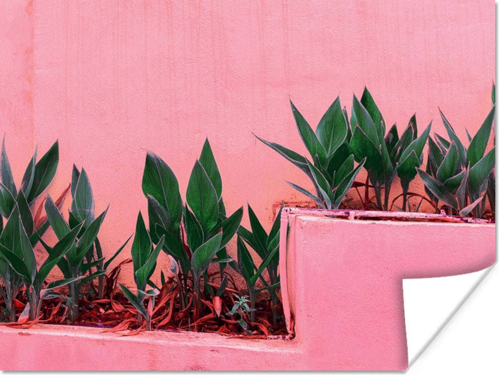 MuchoWow Poster Pflanzen - Sommer - Farbe 160x120 cm - Foto Plakat
