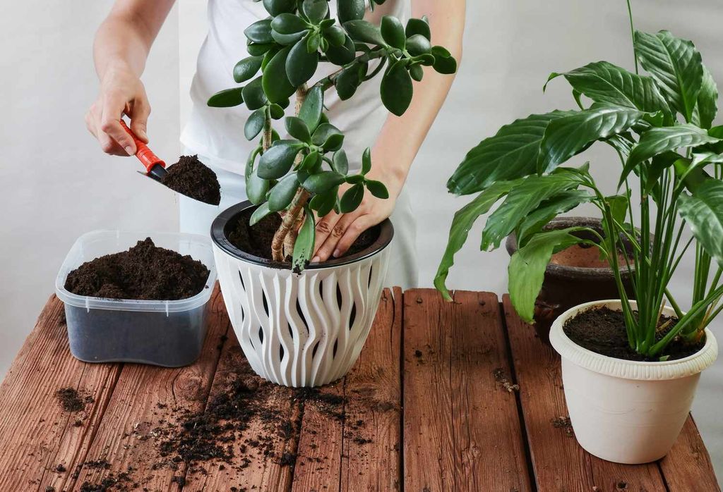 Zemina pro juky a dracény 5l - Biovita Obrázek produktu 12