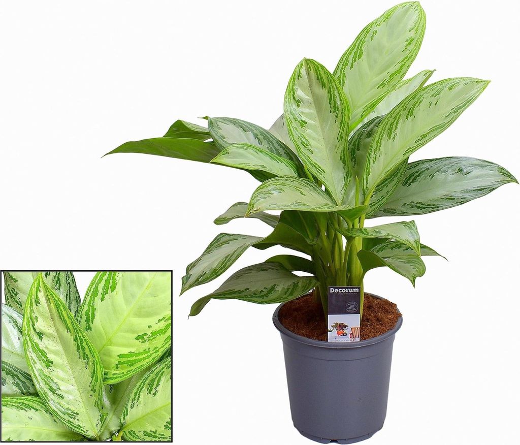 Aglaonema Silver Bay – große Zimmerpflanze mit silbrig-grüner Blattzeichnung – Höhe ca. 80cm Ø21cm – Pflegeleicht, langlebig & dekorativ ...