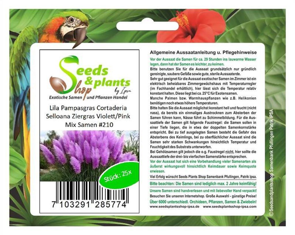 25x Pampasgras Cortaderia Selloana Violett Pink Ziergras Produktbild 7