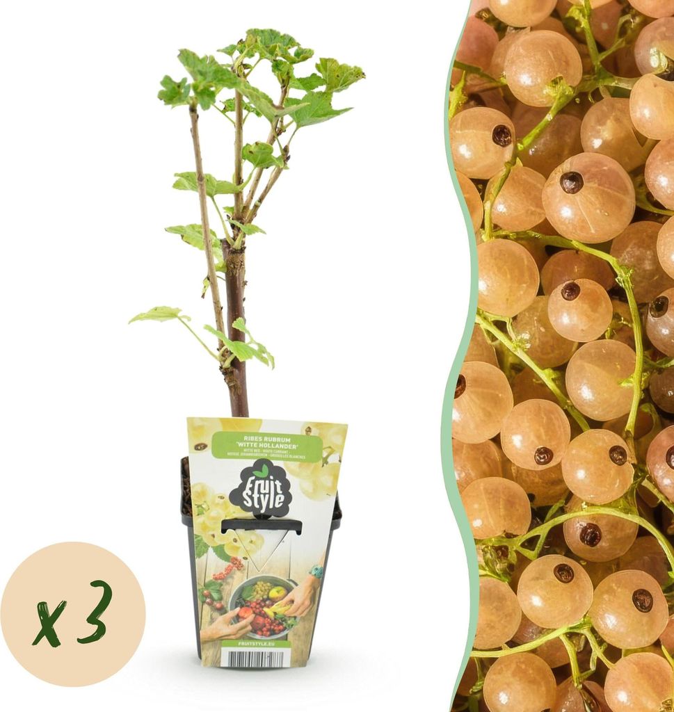 Weiße Johannisbeere Ribes rubrum Witte Hollander winterhart 3 Pflanzen Ø9cm Höhe30cm – Aromatische helle Beeren für Garten Beet Balkon & Terr...