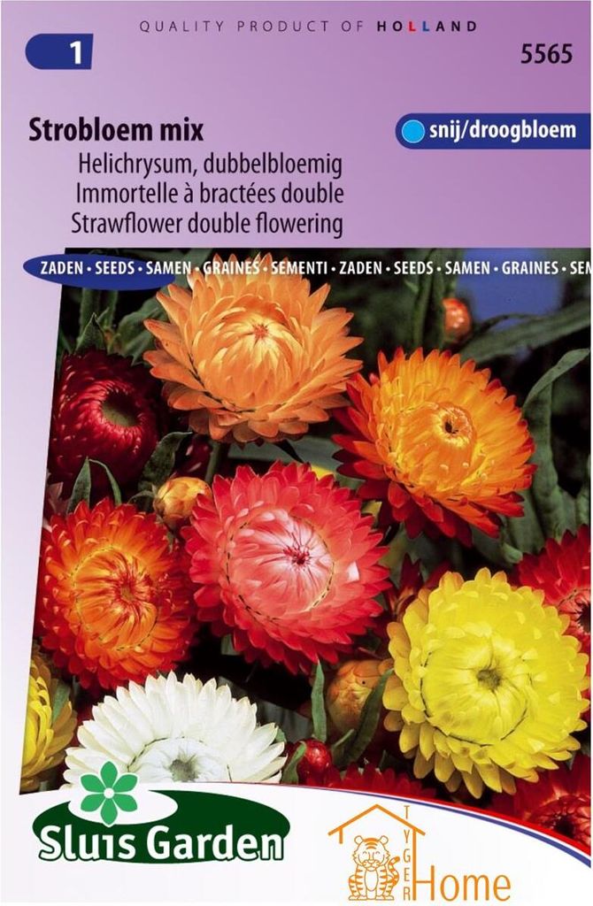 Strohblume Double Flower Mixed Seeds - Bunte Trockenblumenmischung für Garten und Dekoration - 60-80 cm Höhe, Sommer Herbst Blüte