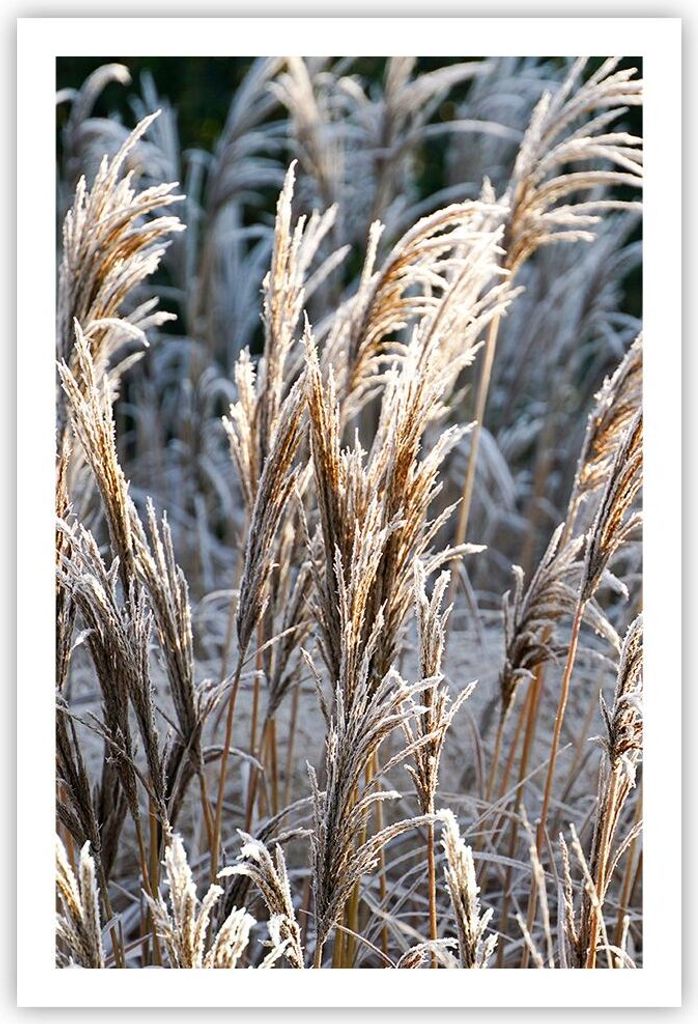 Poster - Poster ohne Rahmen - Stock Ähren Boho - 61x91,5 cm - Wand Bild - Wanddeko - Wandbilder - Kunstposter - Wandposter - Bilder - Kunstdruck -...