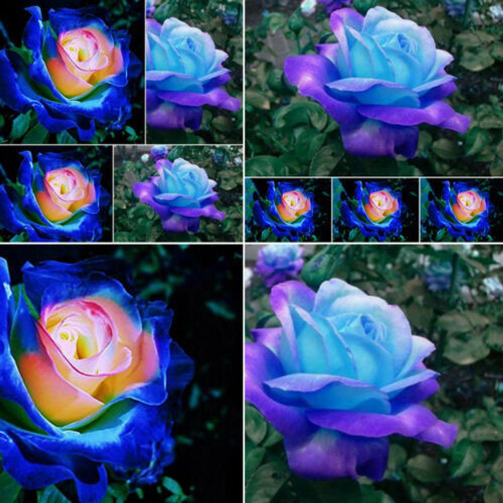 10 Rosensamen Kobaltblau Gothic Gardenin Blaue Rosen-Samen Pflanzen DE HOT SELL 