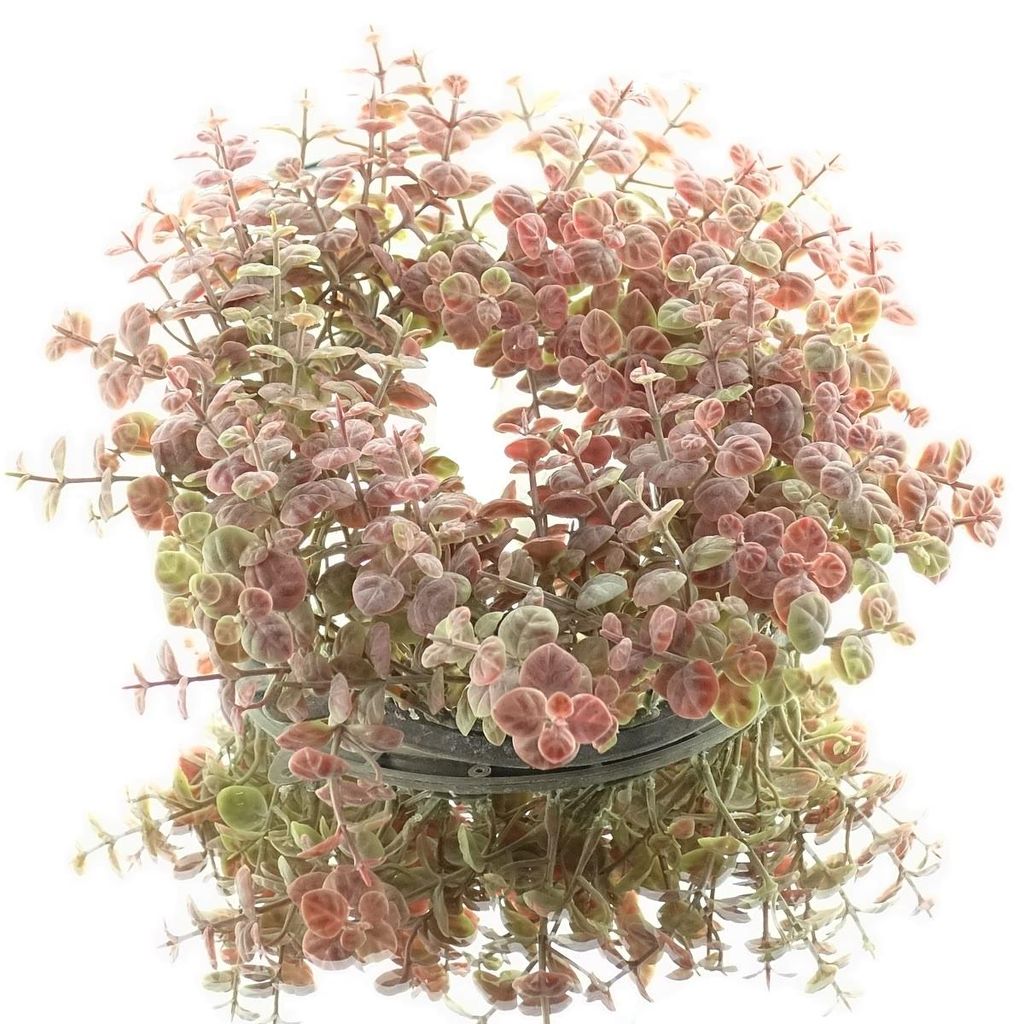 GASPER Eucalyptuskranz Altrosa & Grün Ø 28 cm - Kunstblumen Produktbild 