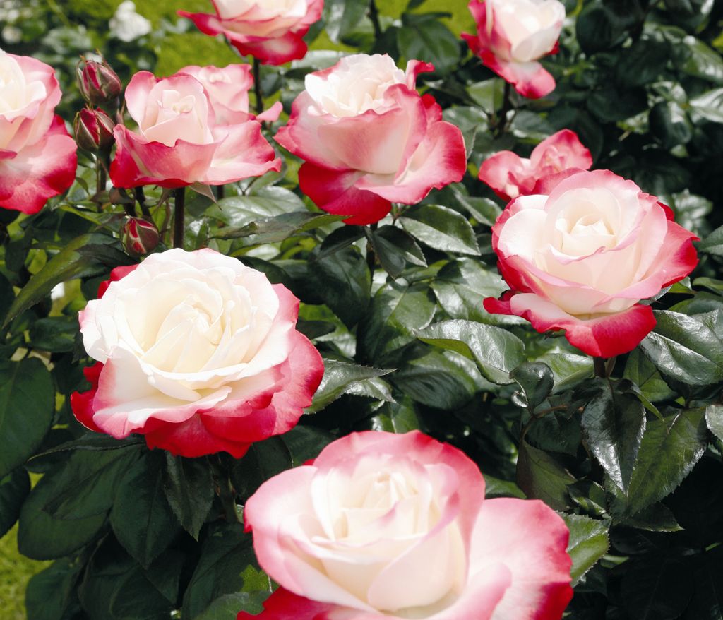 Dehner Rose Edelrose Nostalgie , Züchter Tantau, zweifarbige Blüten in creme/rot, gefüllt und duftend, 20-30 cm, 6 l Topf, Topfware