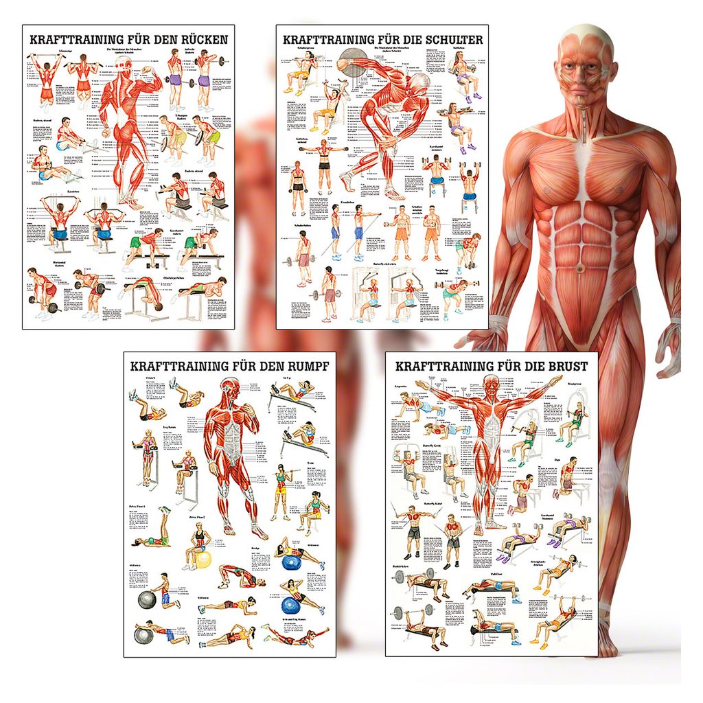 Sport-Tec Fitness Poster Booklet Sport-Tec Mini-Poster Booklet Fitness – 12 Poster, Krafttraining, Stretching, Wirbelsäulengymnastik Übungsanleitungen