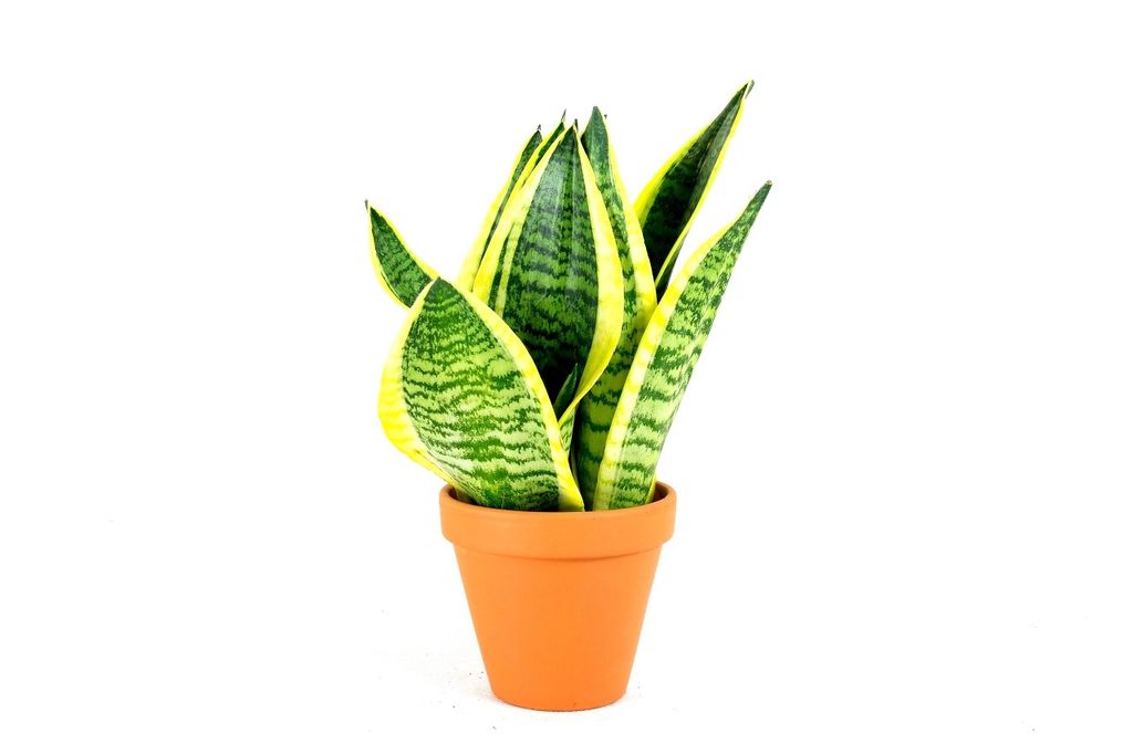 Gardners Sansevieria Hahnii mix, priemer 6 cm Obrázok produktu 