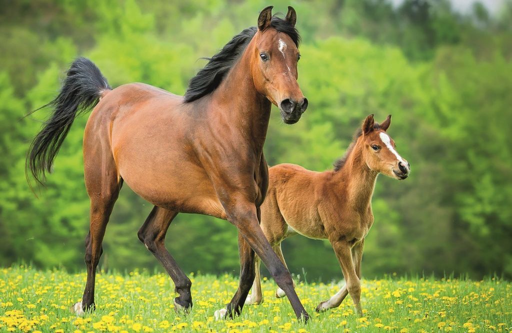 TREFL Puzzle World of Horses: Stute mit Fohlen 54 Teile Produktbild 