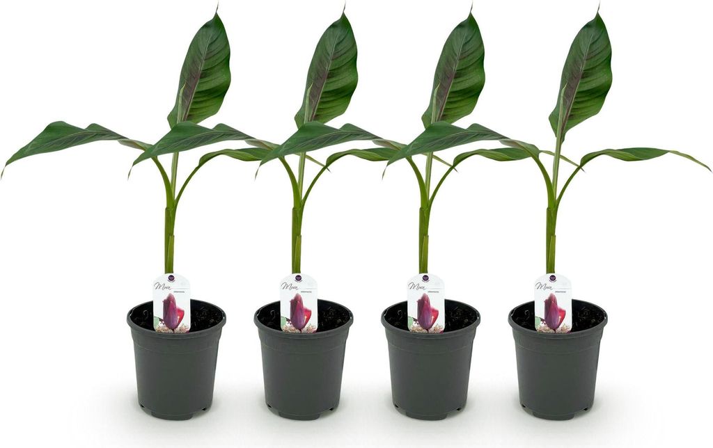 GreenboutiQ - Obstpflanze - Bananenpflanze - Musa Produktbild 