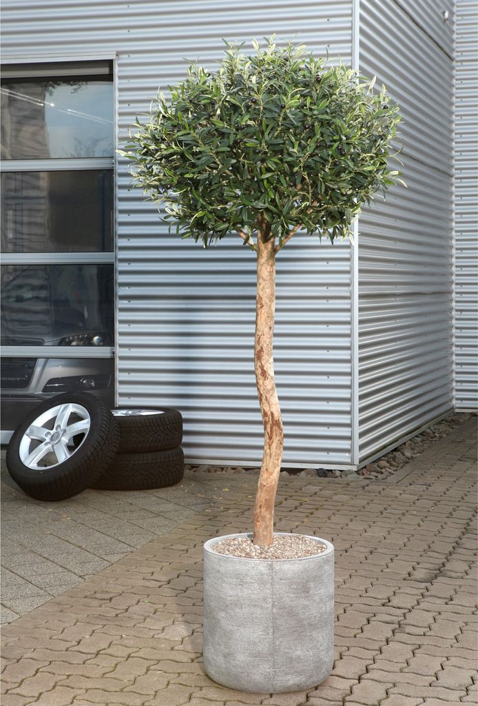 1x Kunstpflanze Olivenkugelbaum, 150cm Deko, Blume