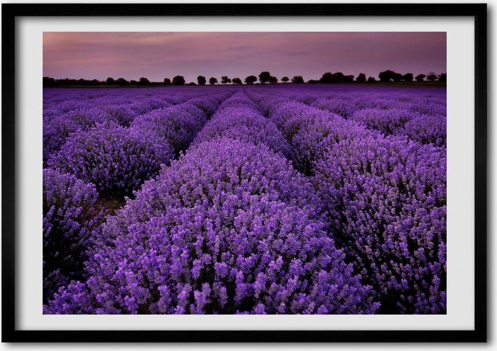 Bild - Bilderrahmen - 100 cm x 70 cm - MDF - Rahmen - Foto - Wandkunst Lavendelfeld