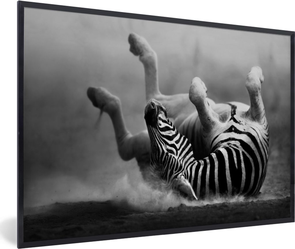 MuchoWow Gerahmtes Poster Zebra - Tiere - Schwarz - Weiß 30x20 cm - Poster mit Schwarzem Bilderrahmen Wandposter Rahmen Foto Bilder - Kunstdruck...