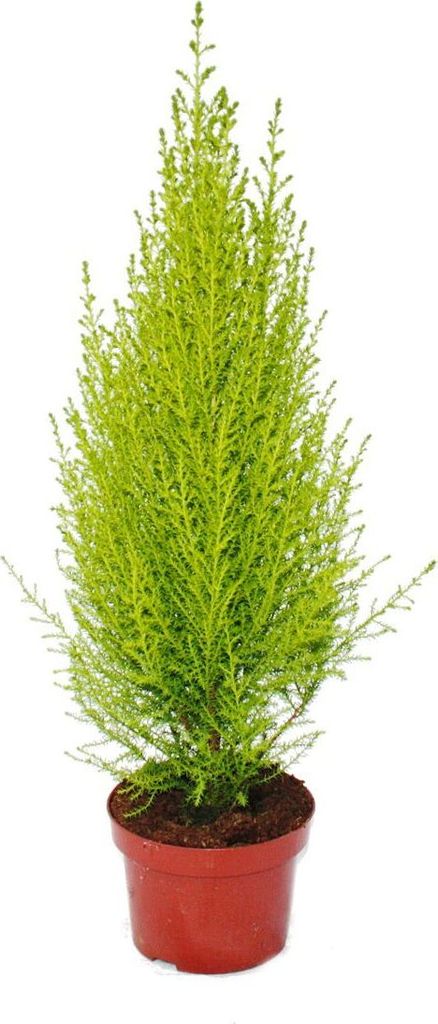 Exotenherz Zimmerzypresse Cupressus macrocarpa Wilma 1 Pflanze pflegeleicht luftreinigend 12cm Topf