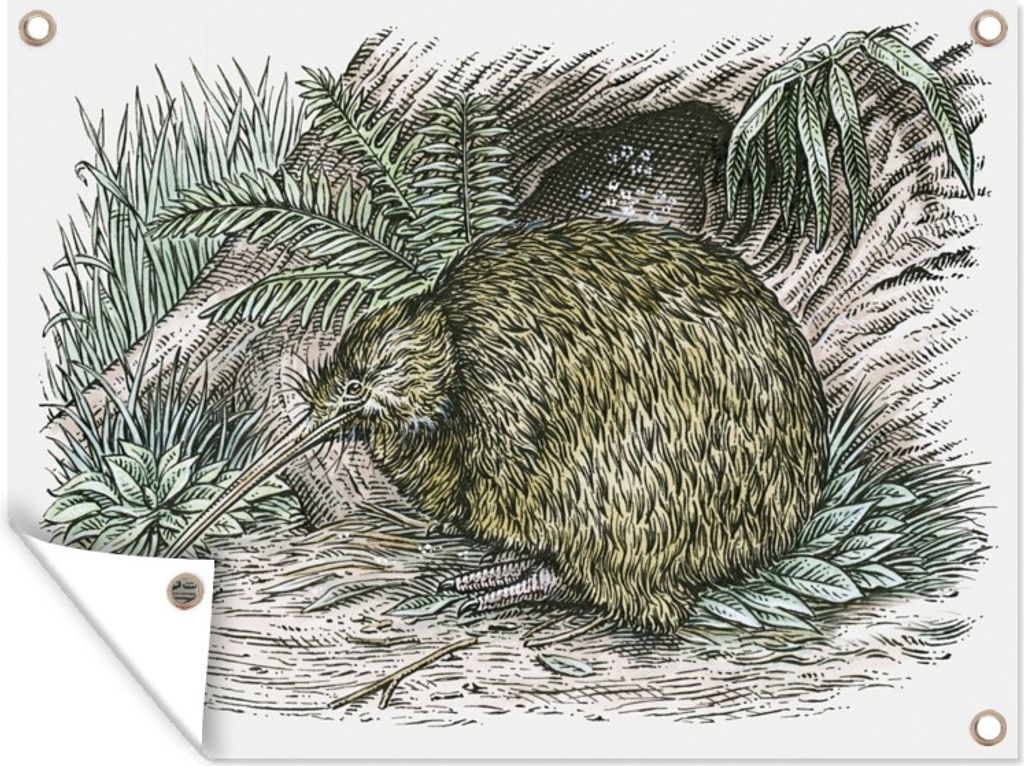 MuchoWow 80x60 cm Outdoor-Poster Gartendeko Sichtschutz Garten Poster für den Garten Illustration von im Gras liegenden Kiwi-Vögeln