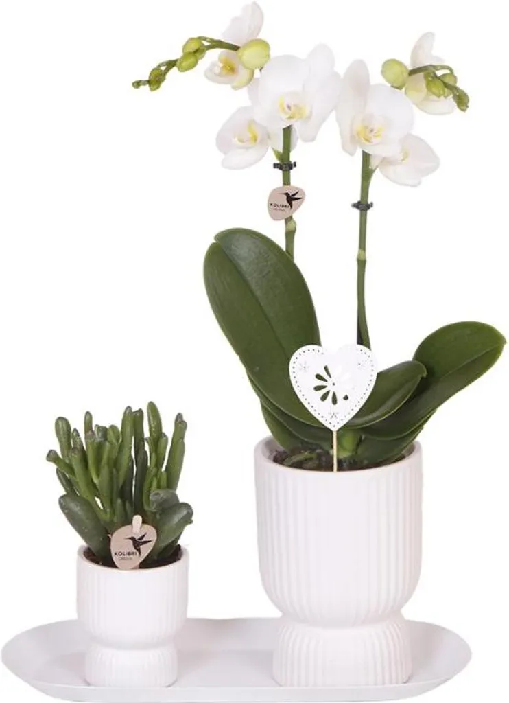 Orchidée Amabilis blanche et plante verte en coffret avec pots blancs