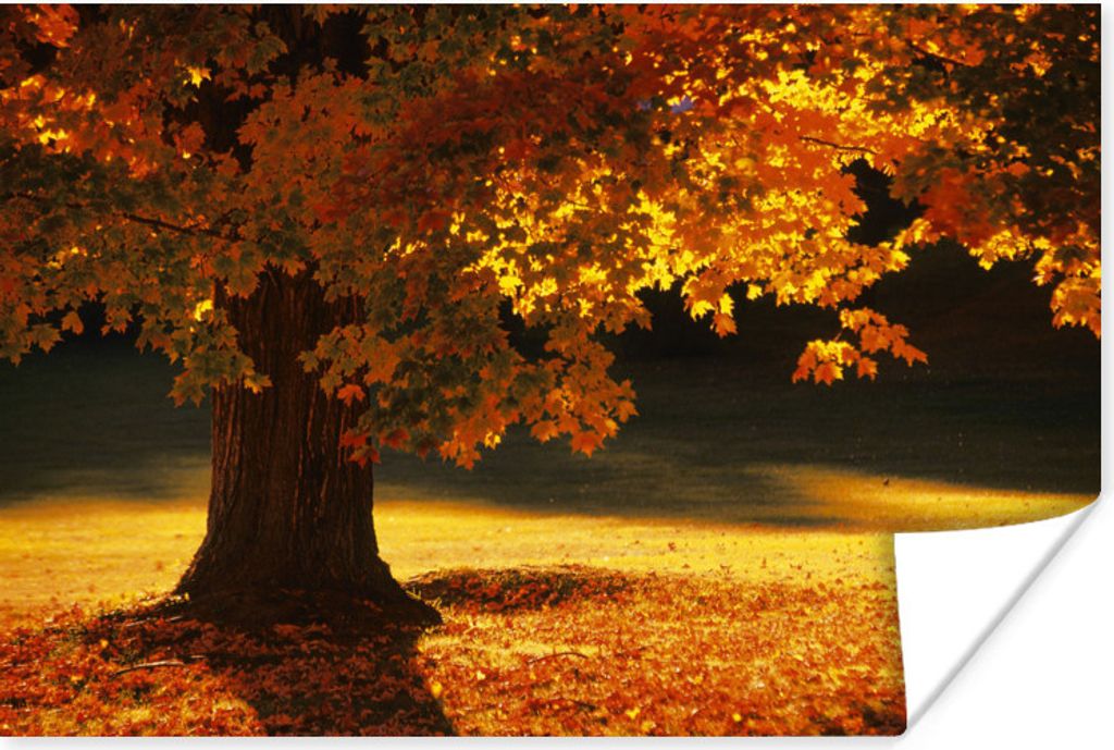 MuchoWow Poster Ein Ahornbaum im Herbst 90x60 cm - Schlafzimmer