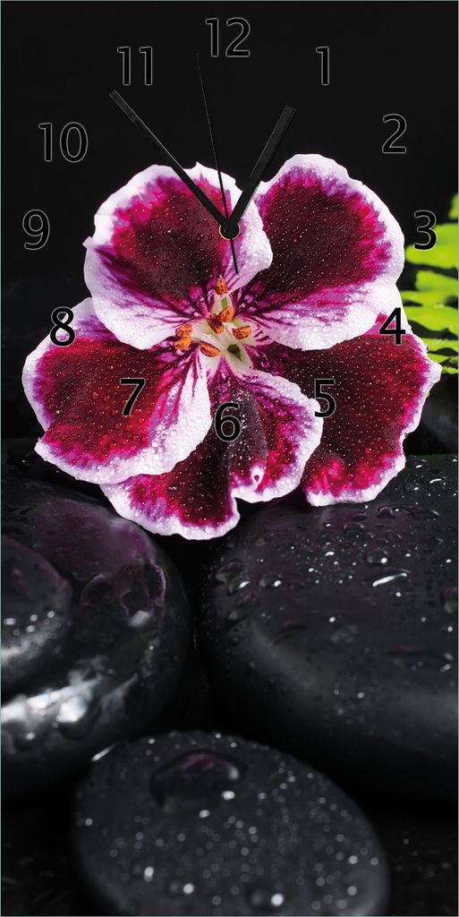 Wallario Design Wanduhr Geranienblüte auf schwarzen Steinen, benetzt mit Wassertropfen aus Echtglas, Größe 30 x 60 cm