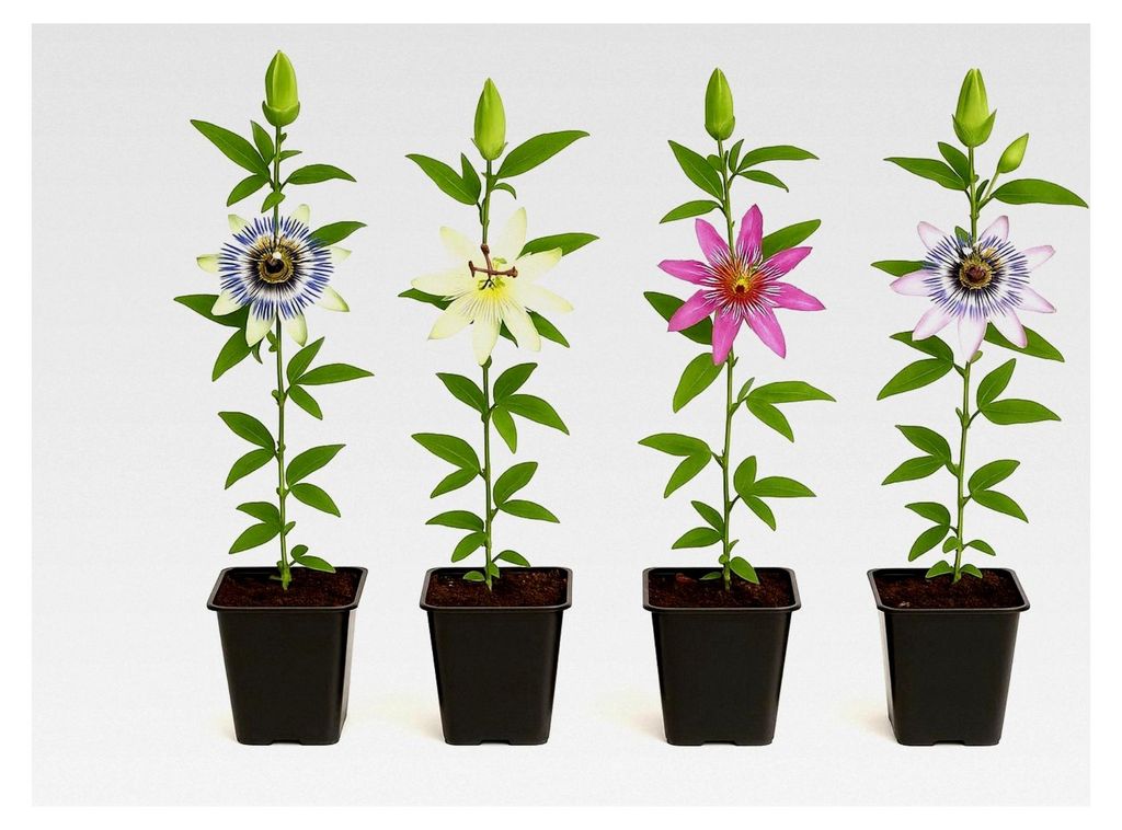 Kletterpflanzen - Passionsblume Passiflora Rainbow - 4er Set - 11 cm Topf