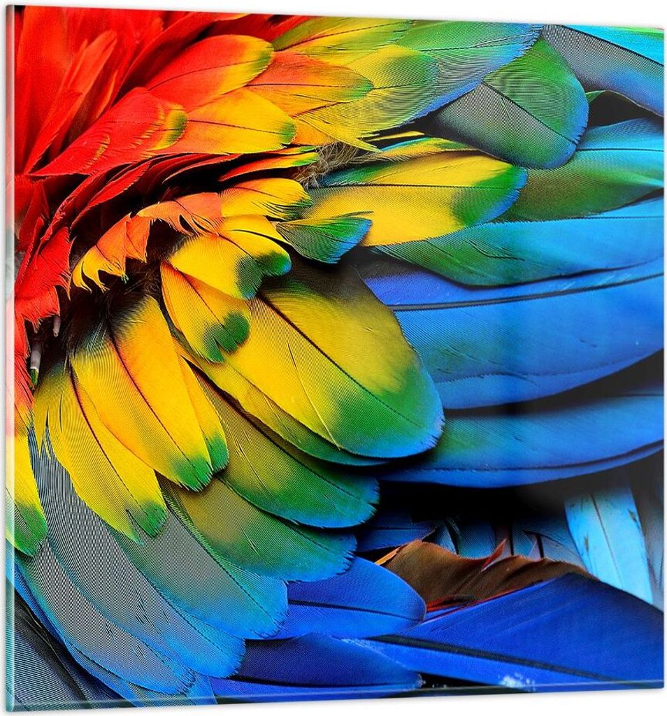 Bilder auf glas - Feder Papagei Vogel - 50x50cm - Glasbilder - Wandbilder - Kunstdruck - zum Aufhängen bereit - Wanddekoration aus Glas - Glas Bil...