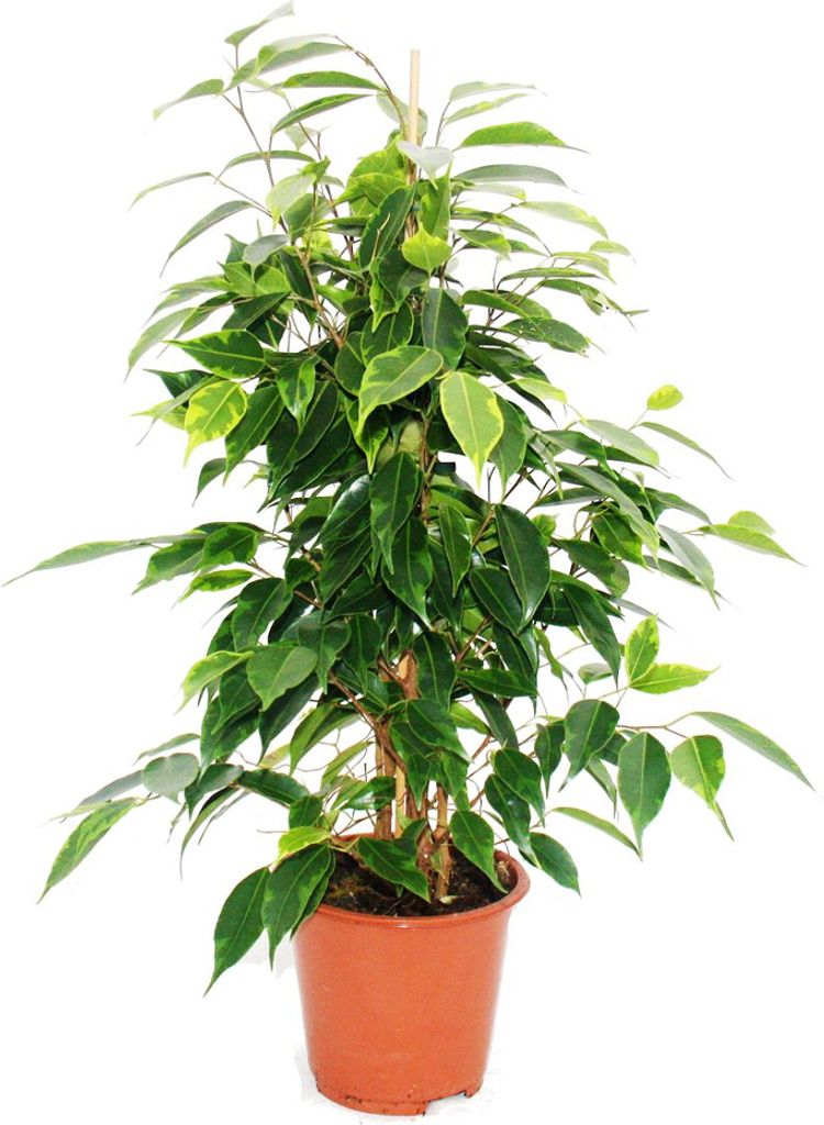Ficus benjamini "Anastasia", bouleau figue 14cm Image du produit 