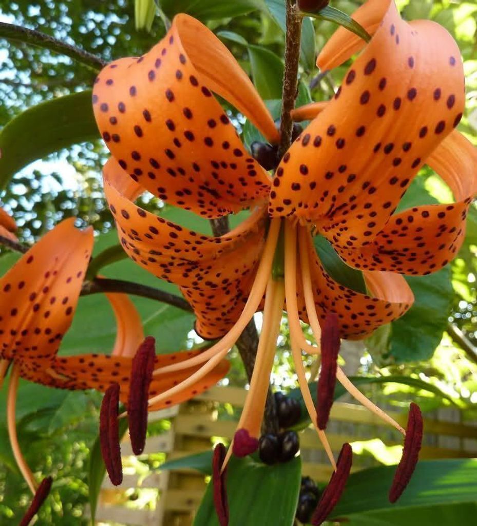 5x Zwiebeln Blumenzwiebeln Exotische Tiger Lilien " Lancifolium tigrinum " Stark duftend und mit vielen Blüten
