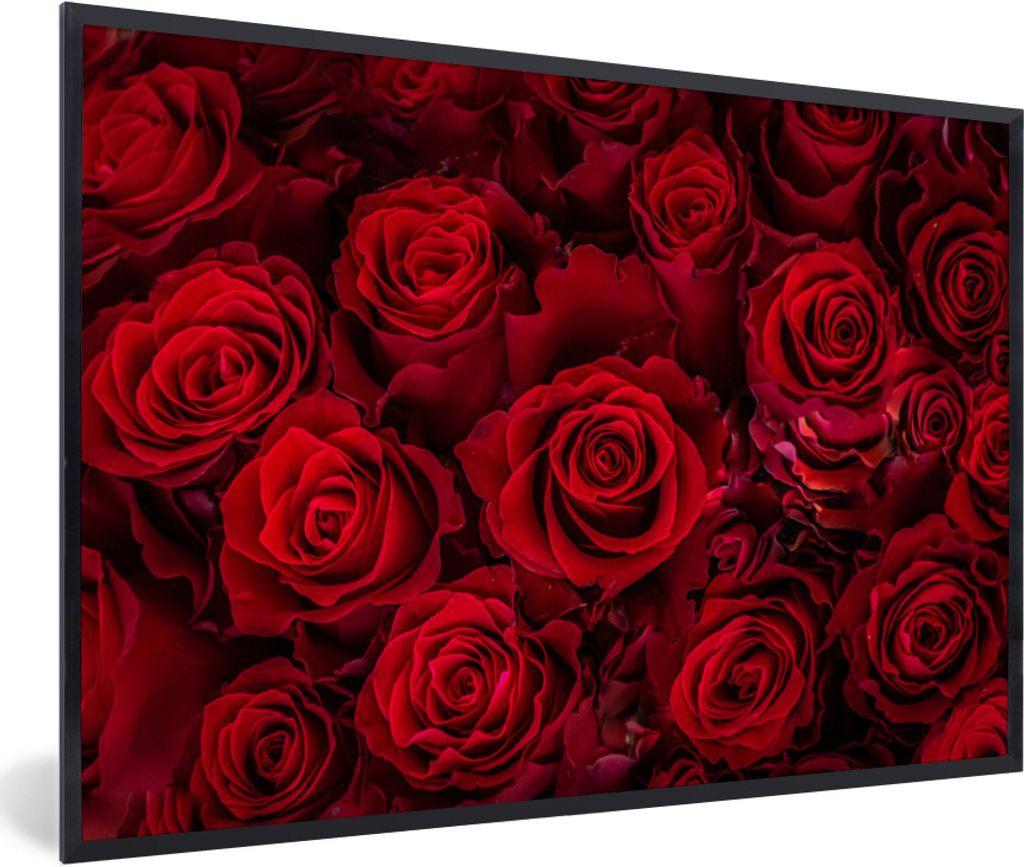 MuchoWow Gerahmtes Poster Blumen - Rosen - Rot 90x60 cm - Poster mit Schwarzem Bilderrahmen Wandposter Rahmen Foto Bilder - Fotorahmen - Foto-Plakat