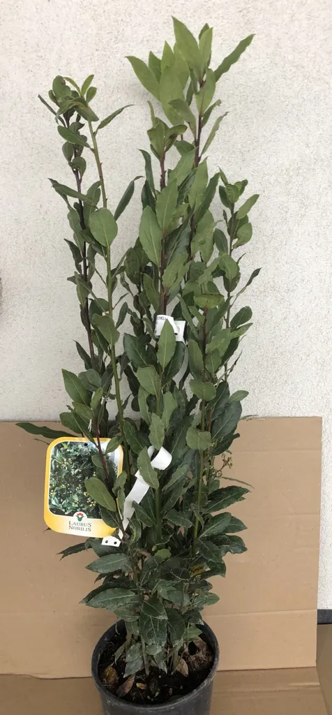 Laurier Sauce Laurus nobilis : Arbuste Robuste pour Brise-Vue de Jardin