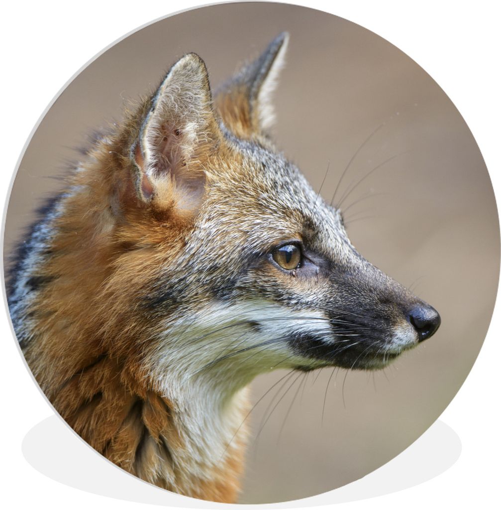 MuchoWow Rundes Wandbild - Runde Bilder Fuchs - Makro - Braun Ø 90 cm Kreis Wanddekoration Kunststoff - Wandkreis - Wandschmuck - Wand-Kreis - W...