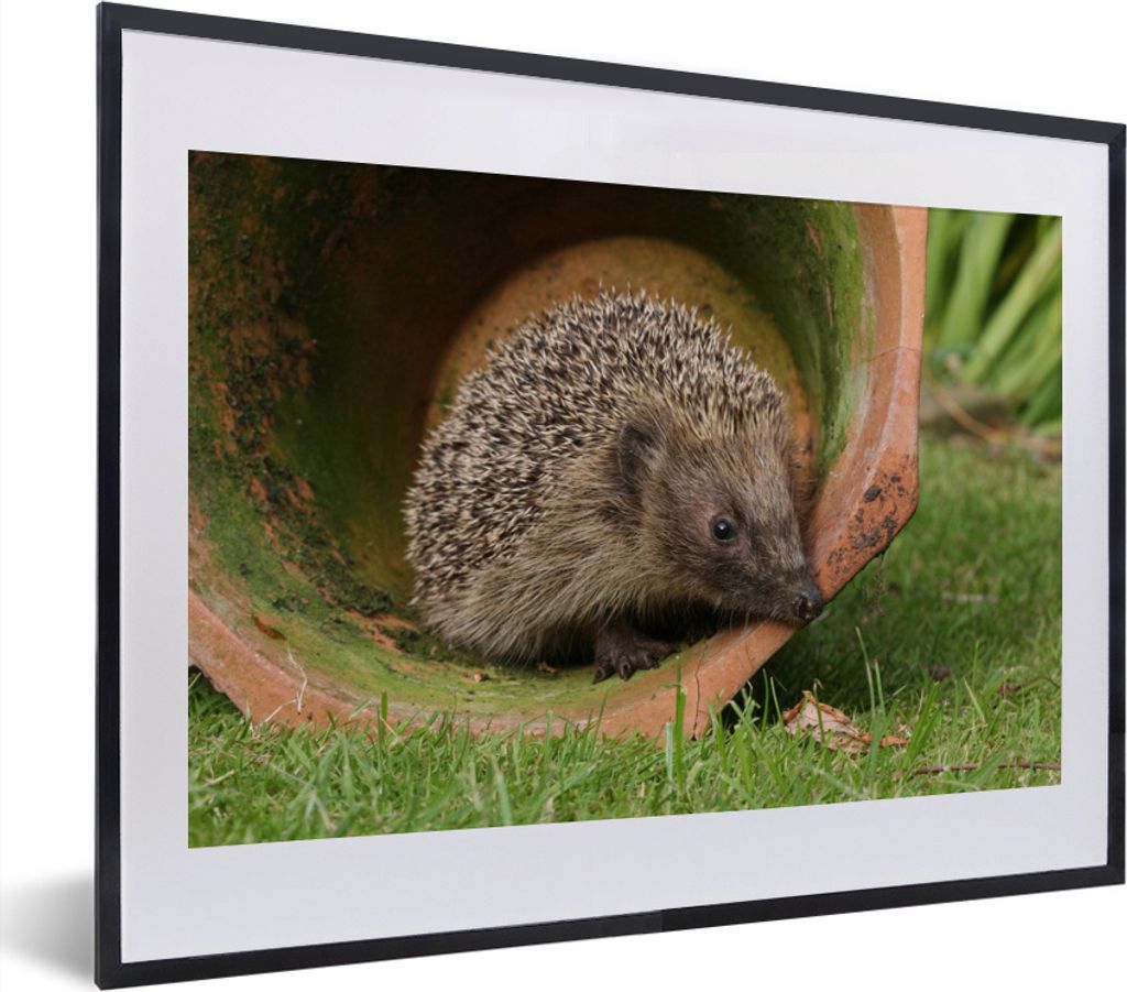MuchoWow MuchoWow Gerahmtes Poster Igel im Einmachglas 40x30 cm - Poster mit zchwarzem Bilderrahmen - Bilderrahmen - Poster im Rahmen