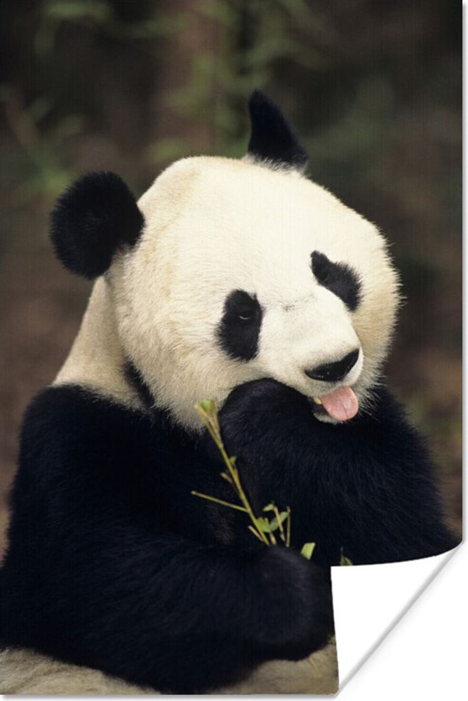 MuchoWow Poster Panda - Bambus - Essen 120x180 cm - Kunstposter