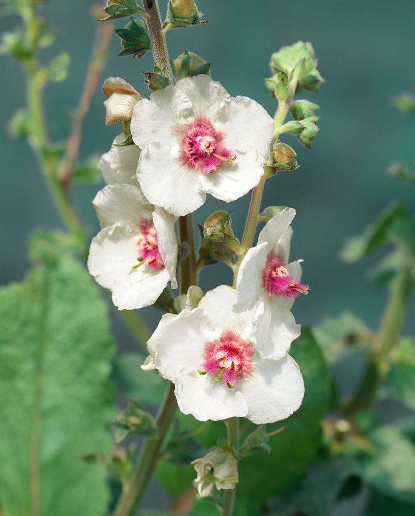 Verbascum x cult.'White Domino', Königskerze, weiß, ca. 11x11 cm Topf