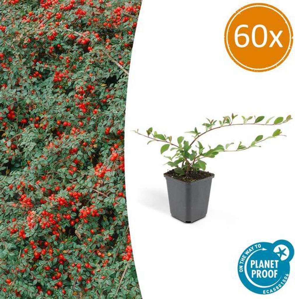 Teppich-Zwergmispel Cotoneaster dammeri – 60 Pflanzen – 10-25cm – Ø9cm – Bodendecker – Blühend & pflegeleicht – Sonne & Schatten