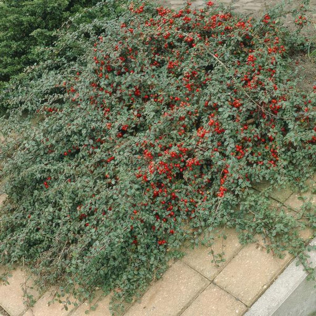 Cotoneaster dammeri - Teppich - Zwergmispel - Ø9cm - Produktbild 