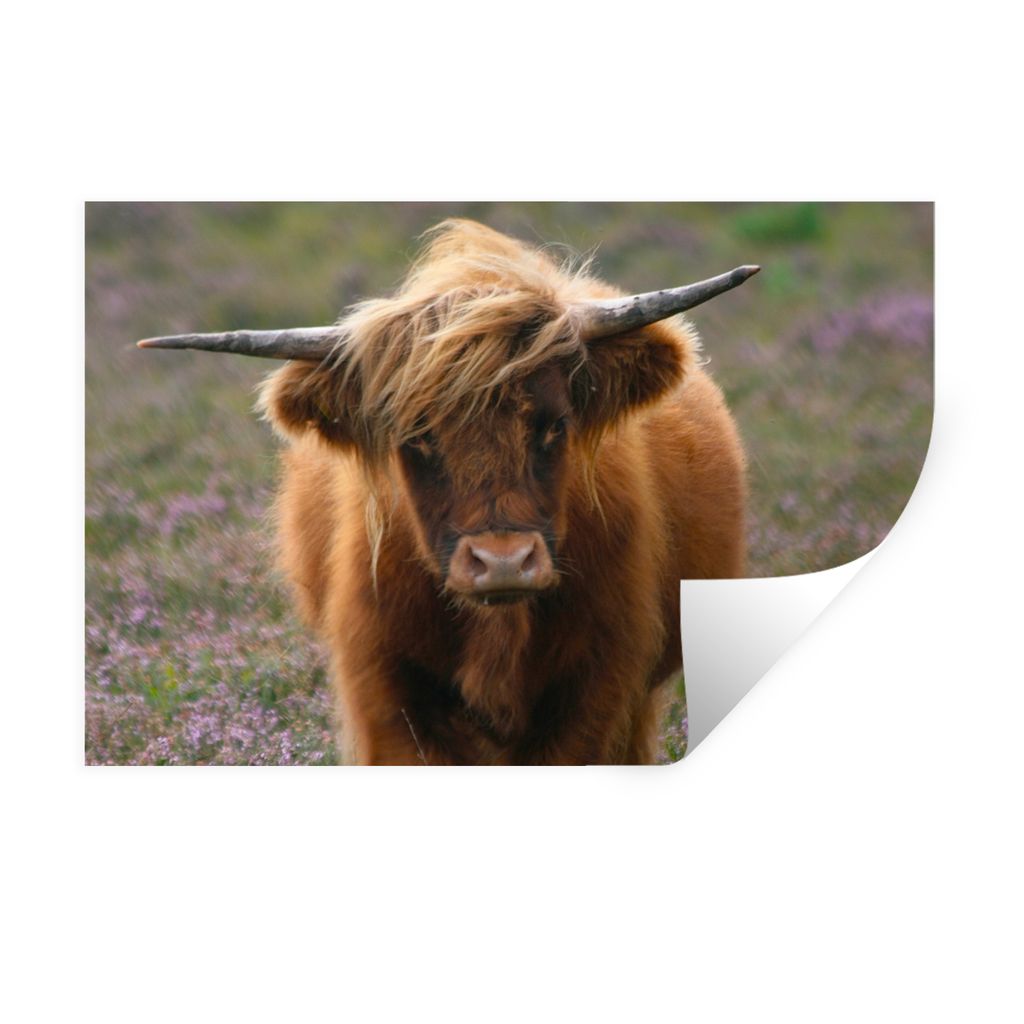 MuchoWow Wandtattoo Wandsticker Wandaufkleber Schottische Hochlandbewohner - Heidelandschaft - Tiere 60x40 cm Selbstklebend und Repositionierbar ...