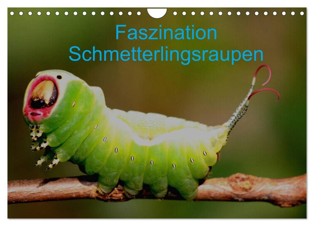 Faszination Schmetterlingsraupen (Wandkalender 2027 DIN A4 quer), CALVENDO Monatskalender