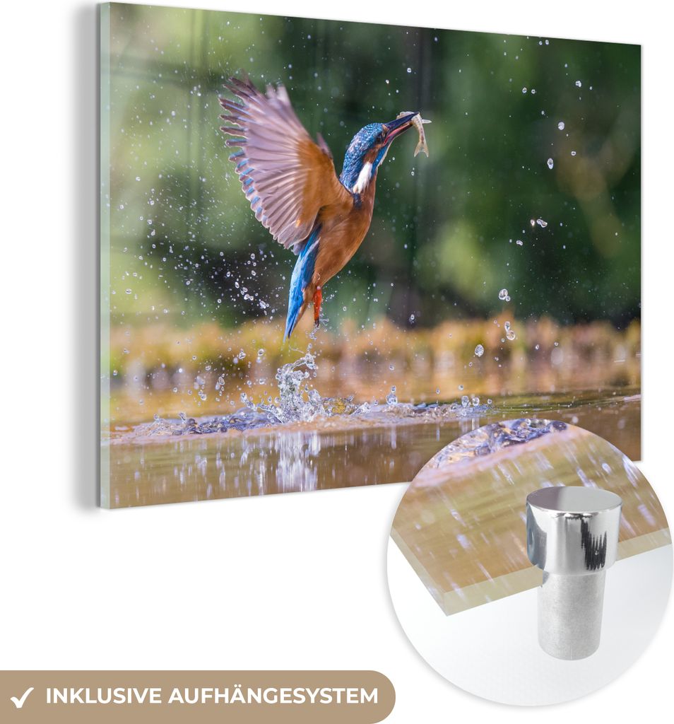 MuchoWow Glasbilder - Bilder auf Wandbild - Foto auf Glas Fisch - Eisvogel - Flügel 120x80 cm Wanddekoration aus Glas - Acrylglasbild - Acrylbilde...