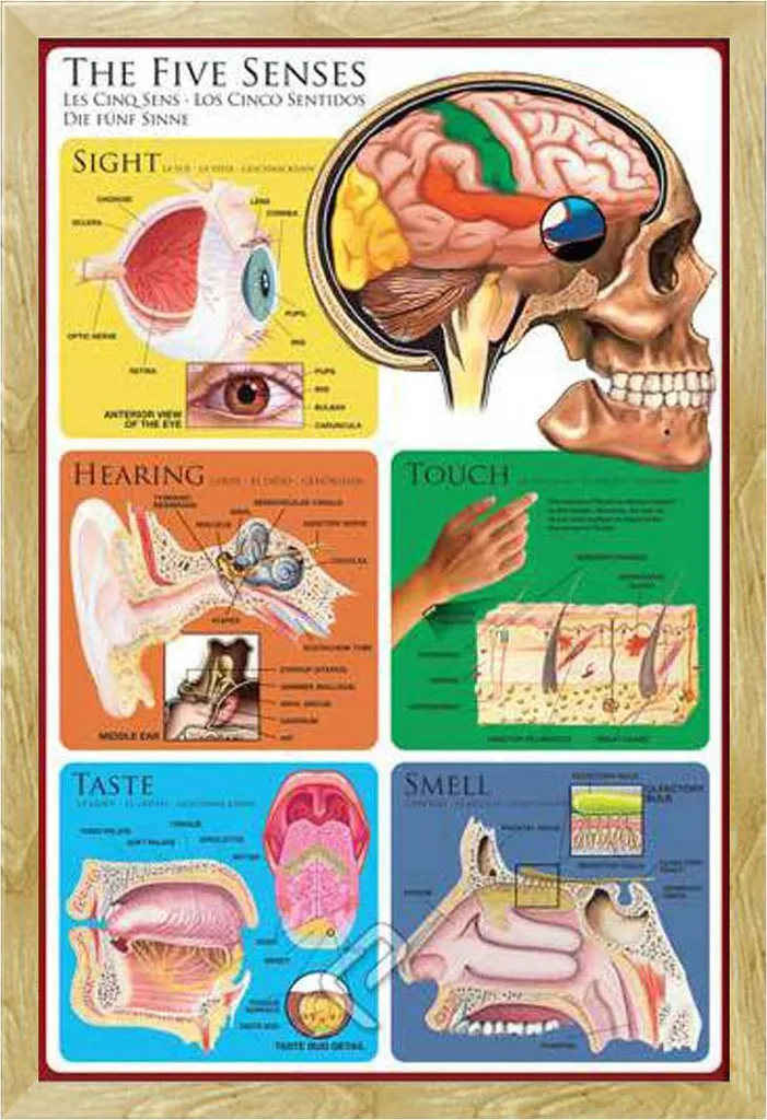 Poster Éducatif Les Cinq Sens Cadre Amovible Hêtre Vitre Acrylique