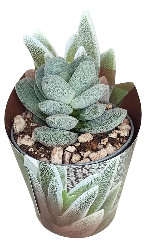 Crassula tecta – "Eidechsenhaut"-Crassula – Seltenheit – Produktbild 