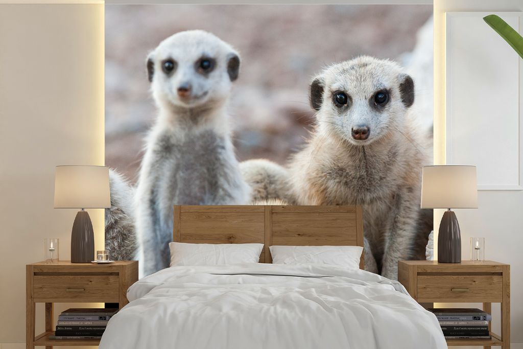 MuchoWow Fototapete für Wohnzimmer oder Schlafzimmer Wandtapete Vinyl Motivtapete Neugierige Erdmännchen - 240x240 cm - Schlafzimmer-Tapete