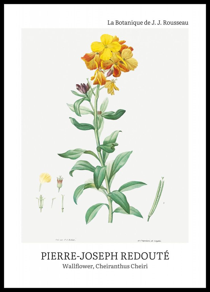 Plakat 50x70cm Design Chearinthus Cheiri, Redoute Vintage für das Wohnzimmer